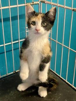 Amaretto -  Domestic Short Hair Cat for Adoption in Plano, Texas - Amaretto | PetCurious