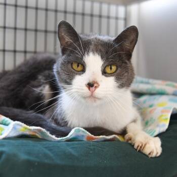 Rescue Domestic Short Hair Cats for Adoption in Trenton, New Jersey - Remmy | PetCurious
