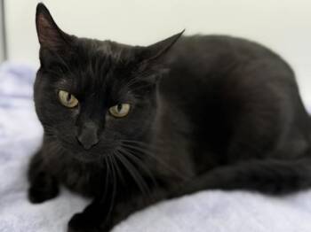 Mews -  Domestic Short Hair Cat for Adoption in Portland, Oregon - Mews | PetCurious