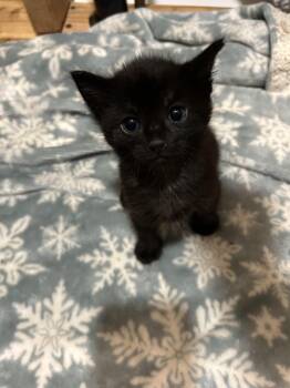 Rescue Domestic Short Hair Cats for Adoption in Columbia, Missouri - Pugsley | PetCurious