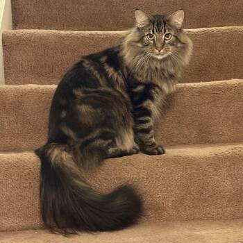 Domestic Medium Hair Cats Available for Adoption in Bridgeville, Pennsylvania - Toulouse | PetCurious