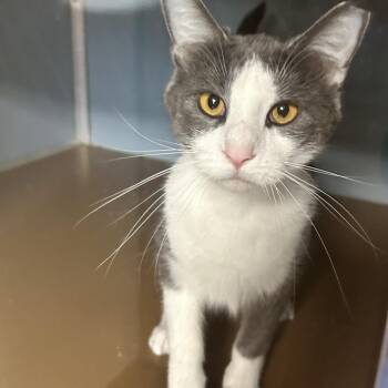 Danny -  Domestic Short Hair Cat for Adoption in Uniontown, Pennsylvania - Danny | PetCurious