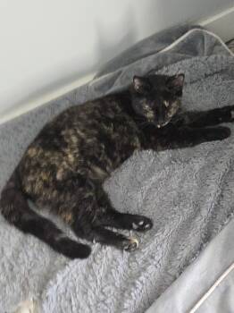 Rescue Domestic Short Hair Cats for Adoption in Ogden, Utah - Ziva | PetCurious