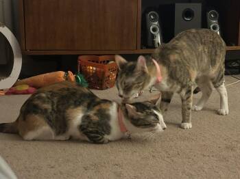 Mimi and Sunni (js) -  Calico Cat for Adoption in Los Angeles, California - Mimi And Sunni (js) | PetCurious