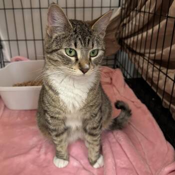 Domestic Short Hair Cats Available for Adoption in Spokane, Washington - Tiger Lily | PetCurious
