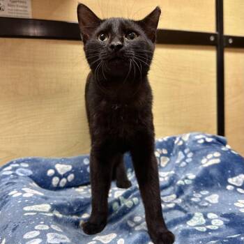 Whoube -  Domestic Short Hair Cat for Adoption in Panama City, Florida - Whoube | PetCurious