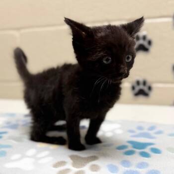 Crow -  Domestic Short Hair Cat for Adoption in Jacksboro, Tennessee - Crow | PetCurious