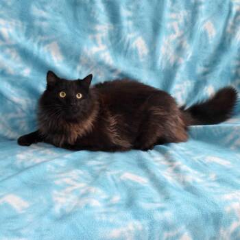 Domestic Long Hair Cats Available for Adoption - Ferdinand | PetCurious