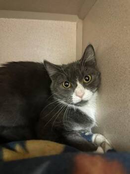 Domestic Short Hair Cats Available for Adoption in Quakertown, Pennsylvania - Misty | PetCurious