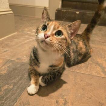 Tilly -  Domestic Short Hair Cat for Adoption in Santa Fe, Texas - Tilly | PetCurious