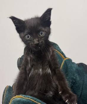 Domestic Short Hair Cats Available for Adoption in West Chester, Pennsylvania - Interstate | PetCurious