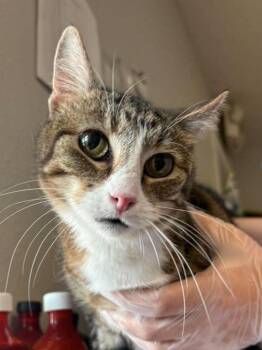 Hanna -  Domestic Short Hair Cat for Adoption in Bolivar, Missouri - Hanna | PetCurious