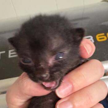 Thunder -  Domestic Short Hair Cat for Adoption in Mt. Juliet, Tennessee - Thunder | PetCurious