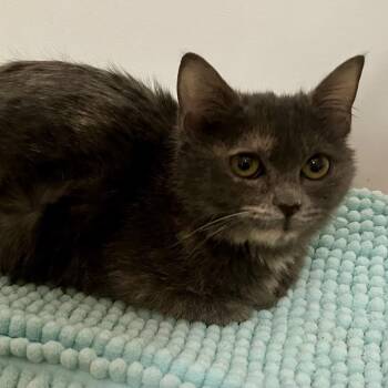 Domestic Short Hair and American Bobtail Cats Available for Adoption - Kraken | PetCurious