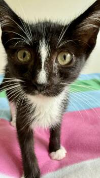 Rescue American Shorthair Cats for Adoption in Los Angeles, California - Eloise (F) | PetCurious