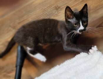 Tux -  Domestic Short Hair Cat for Adoption in Nacogdoches, Texas - Tux | PetCurious