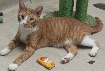 Rescue Domestic Short Hair Cats for Adoption in Gary, Indiana - Pooh Bear | PetCurious