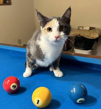 Rescue Domestic Short Hair Cats for Adoption in Boiling Springs, Pennsylvania - Dewey | PetCurious