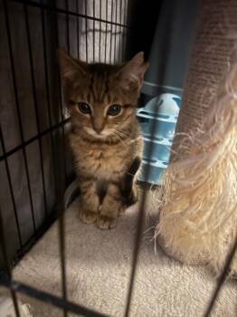 Ria -  American Shorthair Cat for Adoption in Hagaman, New York - Ria | PetCurious