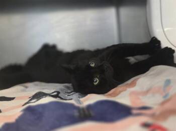 Domestic Short Hair Cats Available for Adoption in Antioch, California - CLOZEE | PetCurious