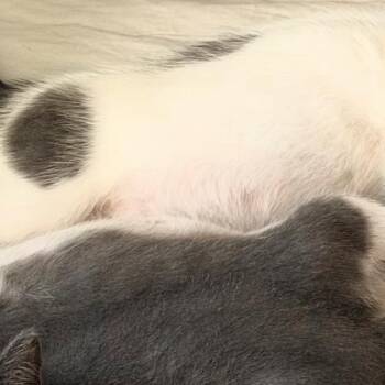 Rosie -  Domestic Short Hair Cat for Adoption in Durham, North Carolina - Rosie | PetCurious