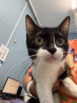 Padma -  Domestic Short Hair Cat for Adoption in Evansville, Indiana - Padma | PetCurious