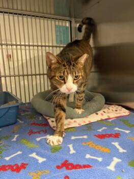 Rescue Domestic Short Hair Cats for Adoption in Allen, Texas - Bang | PetCurious