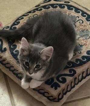 sweetie -  Domestic Short Hair Cat for Adoption in El Paso, Texas - Sweetie | PetCurious