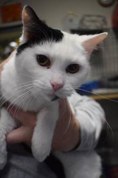 Domestic Short Hair Cats Available for Adoption in Pahrump, Nevada - Annabelle | PetCurious