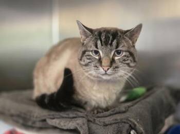 Nuka -  Siamese and Domestic Short Hair Cat for Adoption in Golden Valley, Minnesota - Nuka | PetCurious