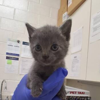 Domestic Short Hair Cats Available for Adoption in Auburn, Alabama - Minnie | PetCurious