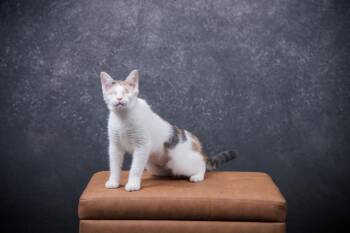 Rescue Domestic Short Hair Cats for Adoption in Lincoln, California - Scarlett | PetCurious