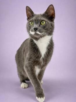Minerva -  Domestic Short Hair Cat for Adoption in Bowling Green, Kentucky - Minerva | PetCurious