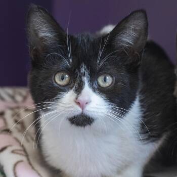 Yippee -  Domestic Short Hair Cat for Adoption in Pontiac, Michigan - Yippee | PetCurious