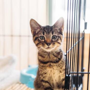 Starry -  Domestic Short Hair Cat for Adoption in Parrish, Alabama - Starry | PetCurious