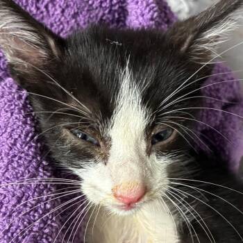 Thanos -  Domestic Short Hair Cat for Adoption in Yuma, Arizona - Thanos | PetCurious