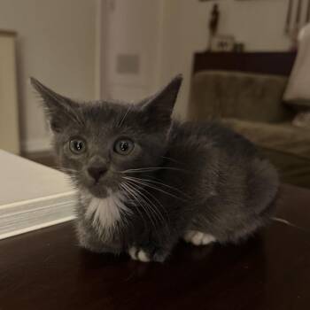 Sebastian -  Domestic Short Hair Cat for Adoption in Spokane, Washington - Sebastian | PetCurious