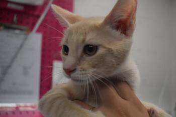 Mulder (Momma K5) -  Domestic Short Hair Cat for Adoption in Pahrump, Nevada - Mulder (Momma K5) | PetCurious