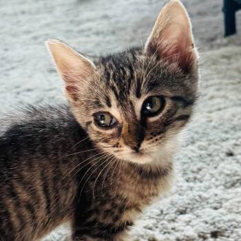 Martin -  Tabby Cat for Adoption in Trophy Club, Texas - Martin | PetCurious