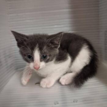 Jackson -  Domestic Short Hair Cat for Adoption in Pauls Valley, Oklahoma - Jackson | PetCurious