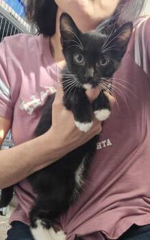 Benji -  Domestic Short Hair Cat for Adoption in Dickson, Tennessee - Benji | PetCurious