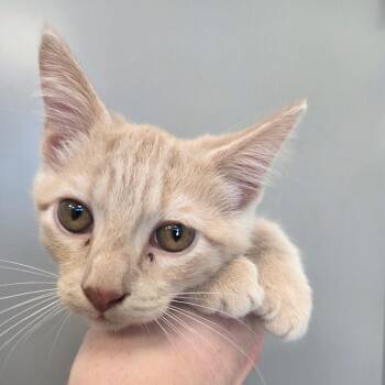Destiny Litter 6 -  Domestic Short Hair Cat for Adoption in Sand Springs, Oklahoma - Destiny Litter 6 | PetCurious