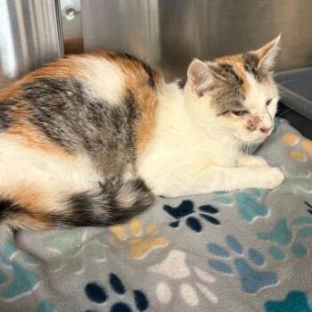 Domestic Short Hair Cats Available for Adoption - Ginny | PetCurious