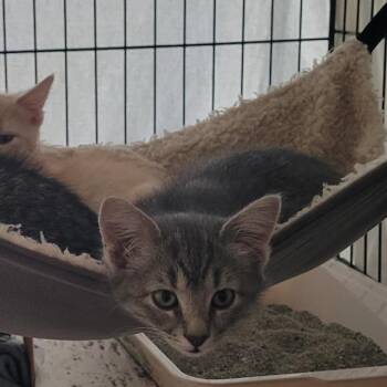 Wonder -  Domestic Short Hair Cat Available for Adoption in Grand Island, Nebraska - Wonder | PetCurious