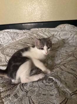 Popo -  Domestic Short Hair Cat for Adoption in Norco, California - Popo | PetCurious