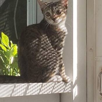 Reba -  Tabby and Domestic Short Hair Cat for Adoption in Aylett, Virginia - Reba | PetCurious