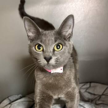 Momma Uno -  American Shorthair Cat for Adoption in Newberg, Oregon - Momma Uno | PetCurious
