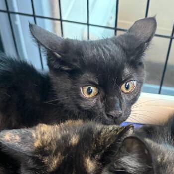 Penne -  Domestic Short Hair Cat for Adoption in Charleston, South Carolina - Penne | PetCurious