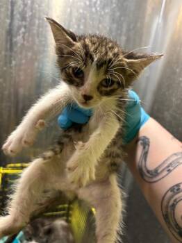 Domestic Short Hair Cats Available for Adoption in San Antonio, Texas - IROH | PetCurious