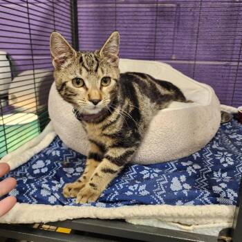 Domestic Short Hair Cats Available for Adoption - Tigger | PetCurious